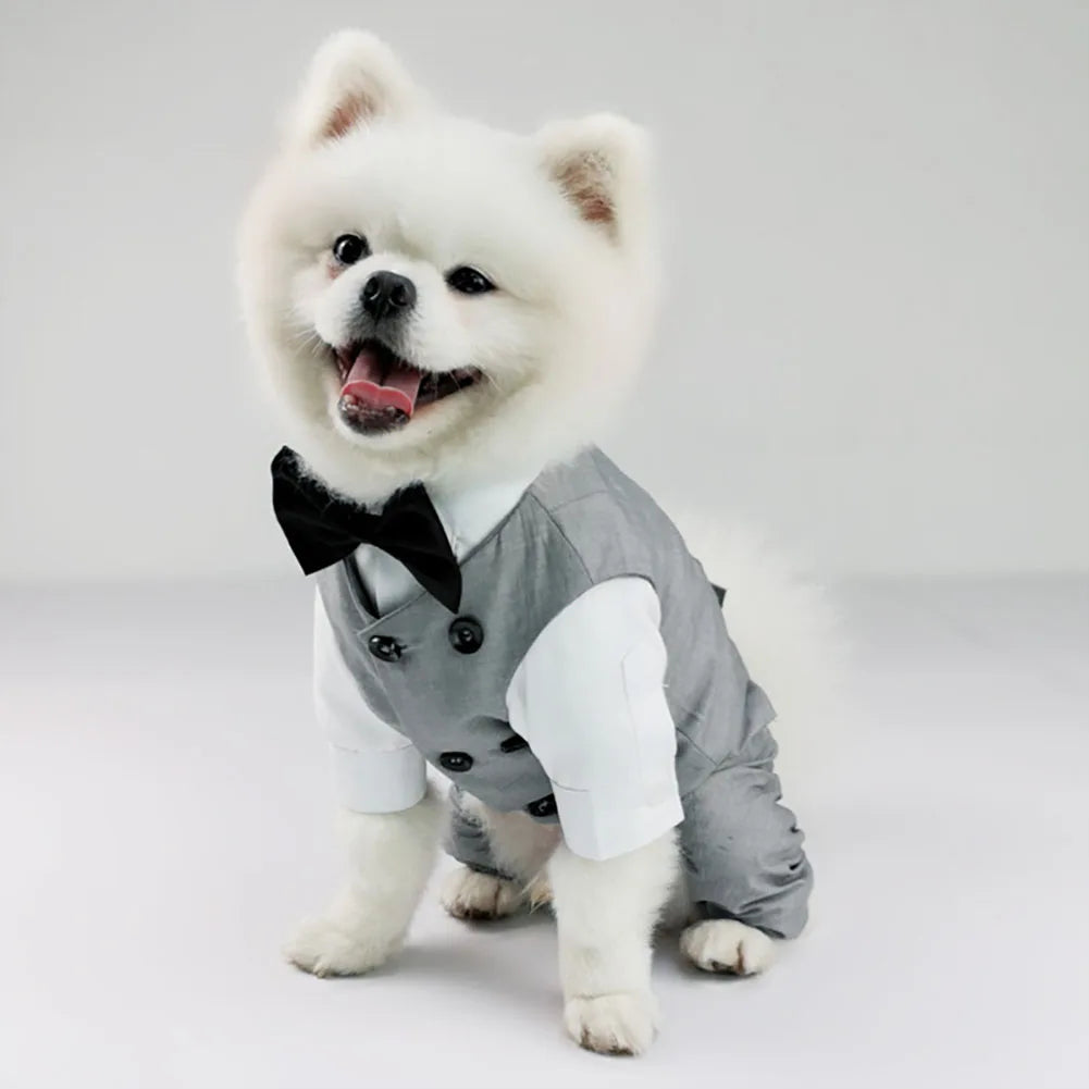 πβ¨ Cucciolo Chic in azione β¨π