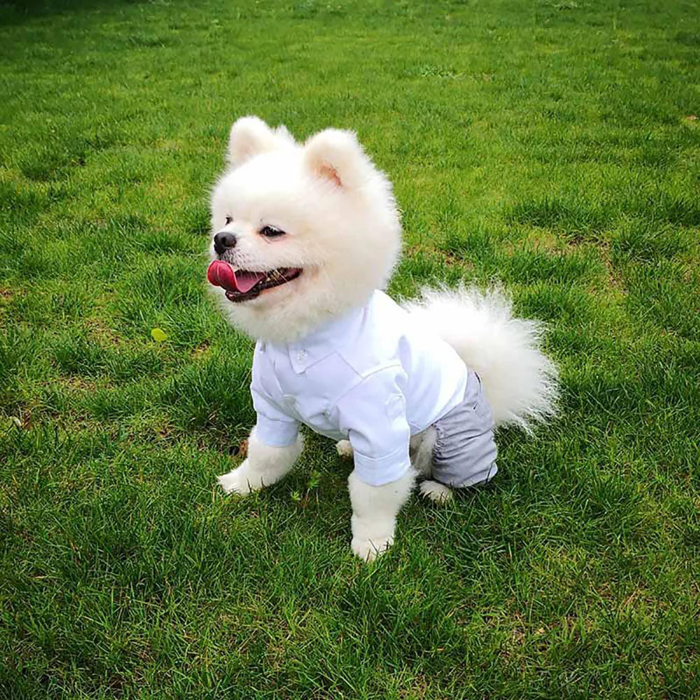 πβ¨ Cucciolo Chic in azione β¨π