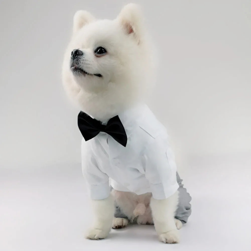 πβ¨ Cucciolo Chic in azione β¨π