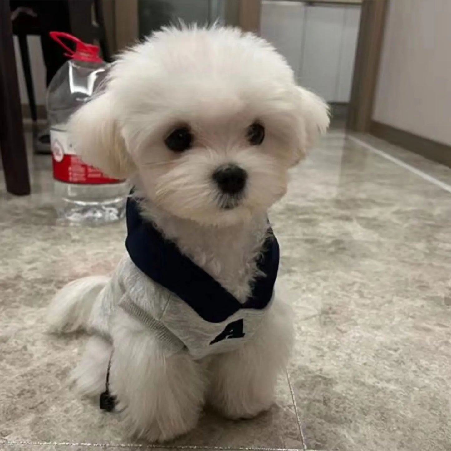 👶🐾 Felpa coccolosa per il tuo cucciolo 🐶❤️