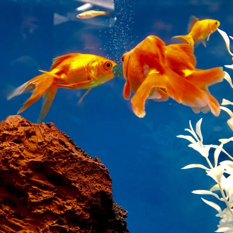 ππ Snack spirulina per il tuoi amici nell' acquario ππ