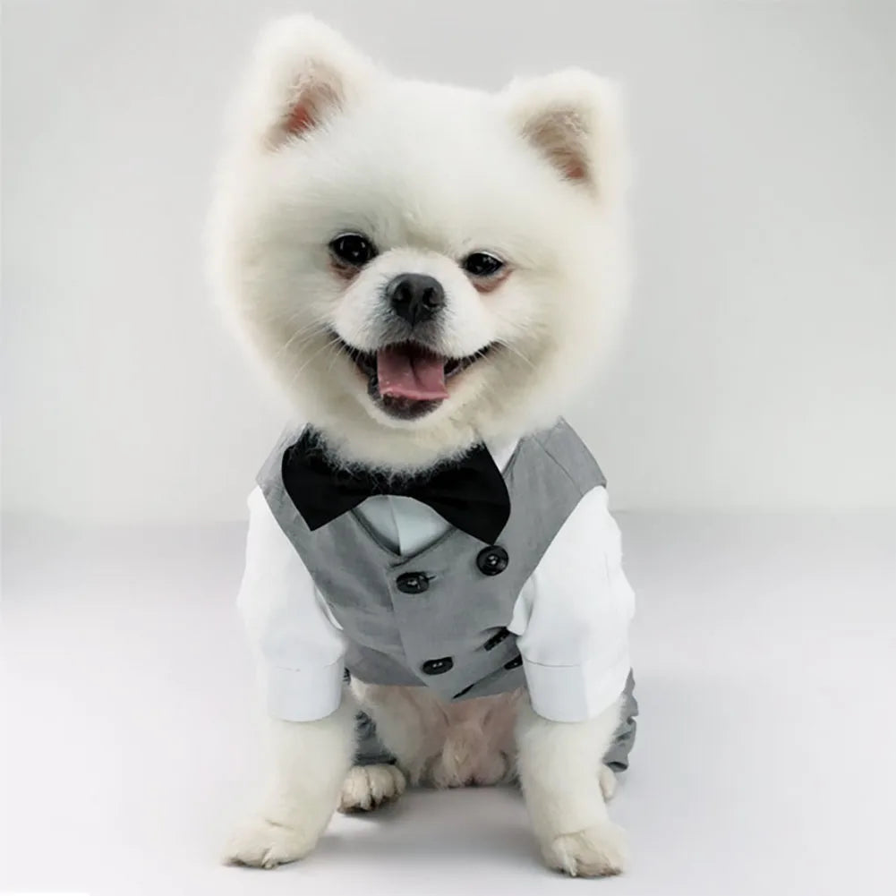 πβ¨ Cucciolo Chic in azione β¨π