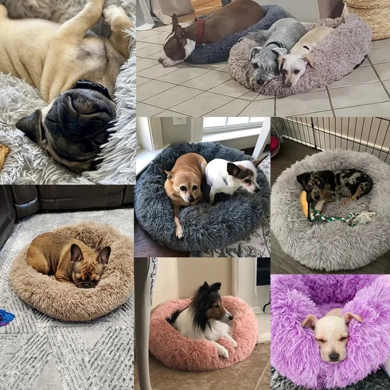 🐾 Cuccia morbidosissima per Amici a Quattro Zampe 🐾